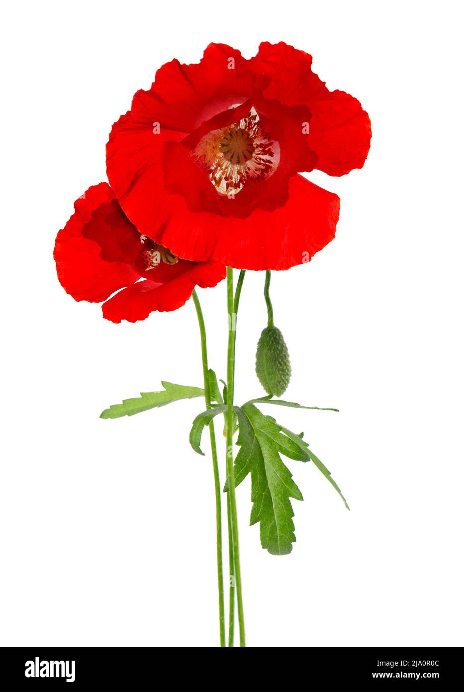 Red poppy flower isolated on a white background Stock Photo - Alamy