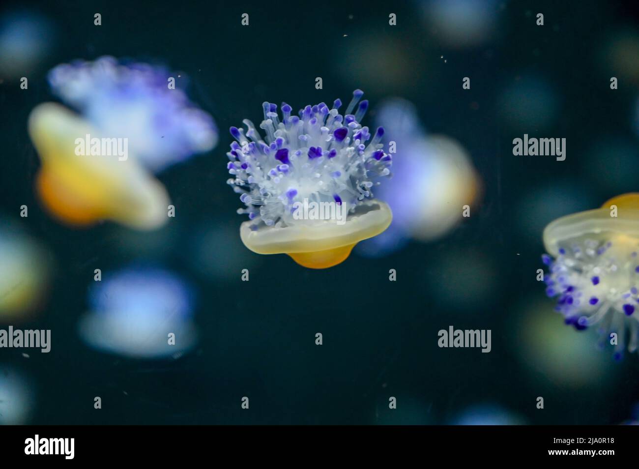 Fried egg jellyfish also known as eggyolk jellyfish, Phacellophora