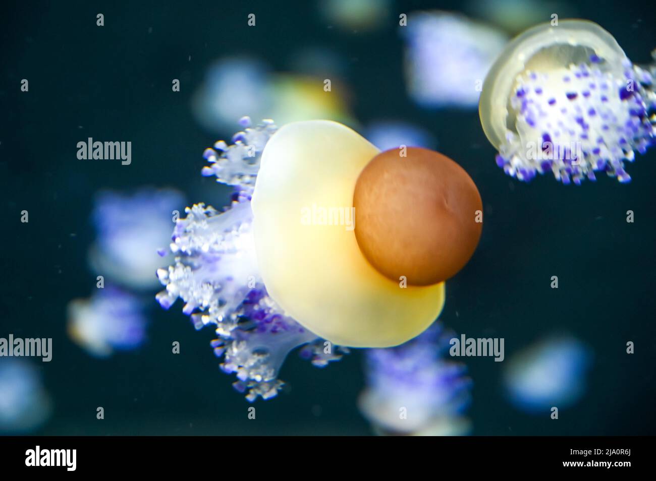  Fried egg jellyfish also known as egg-yolk jellyfish, Phacellophora 