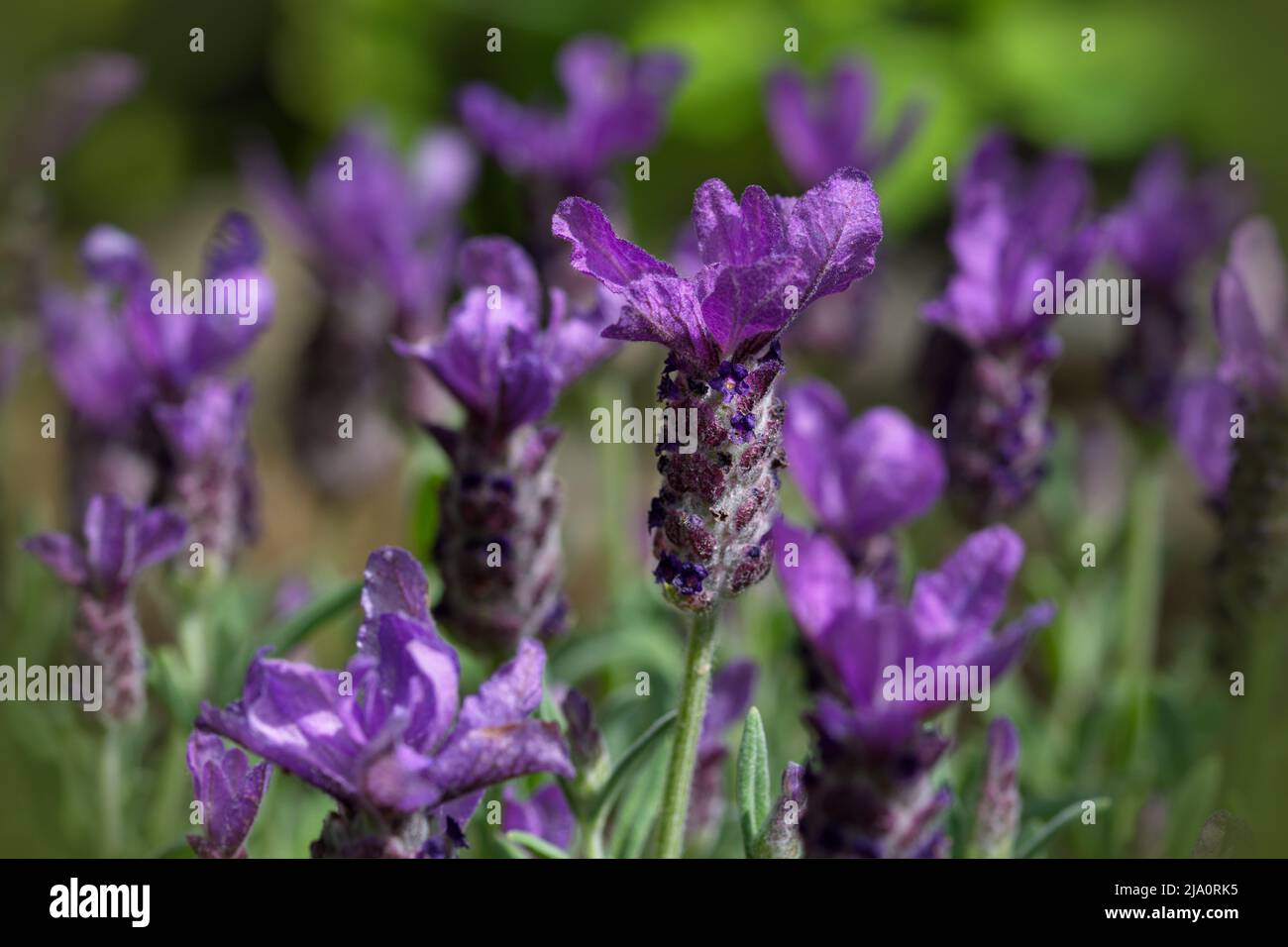Macro photography of purple lavender Stock Photo