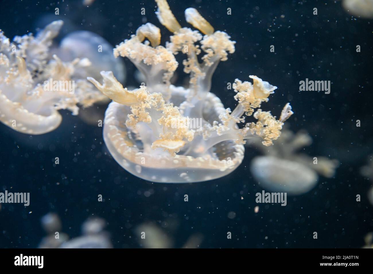 White spotted jellyfish also known as Phyllorhiza punctata, floating bell, Australian spotted jellyfish, brown jellyfish or the white-spotted jellyfis Stock Photo