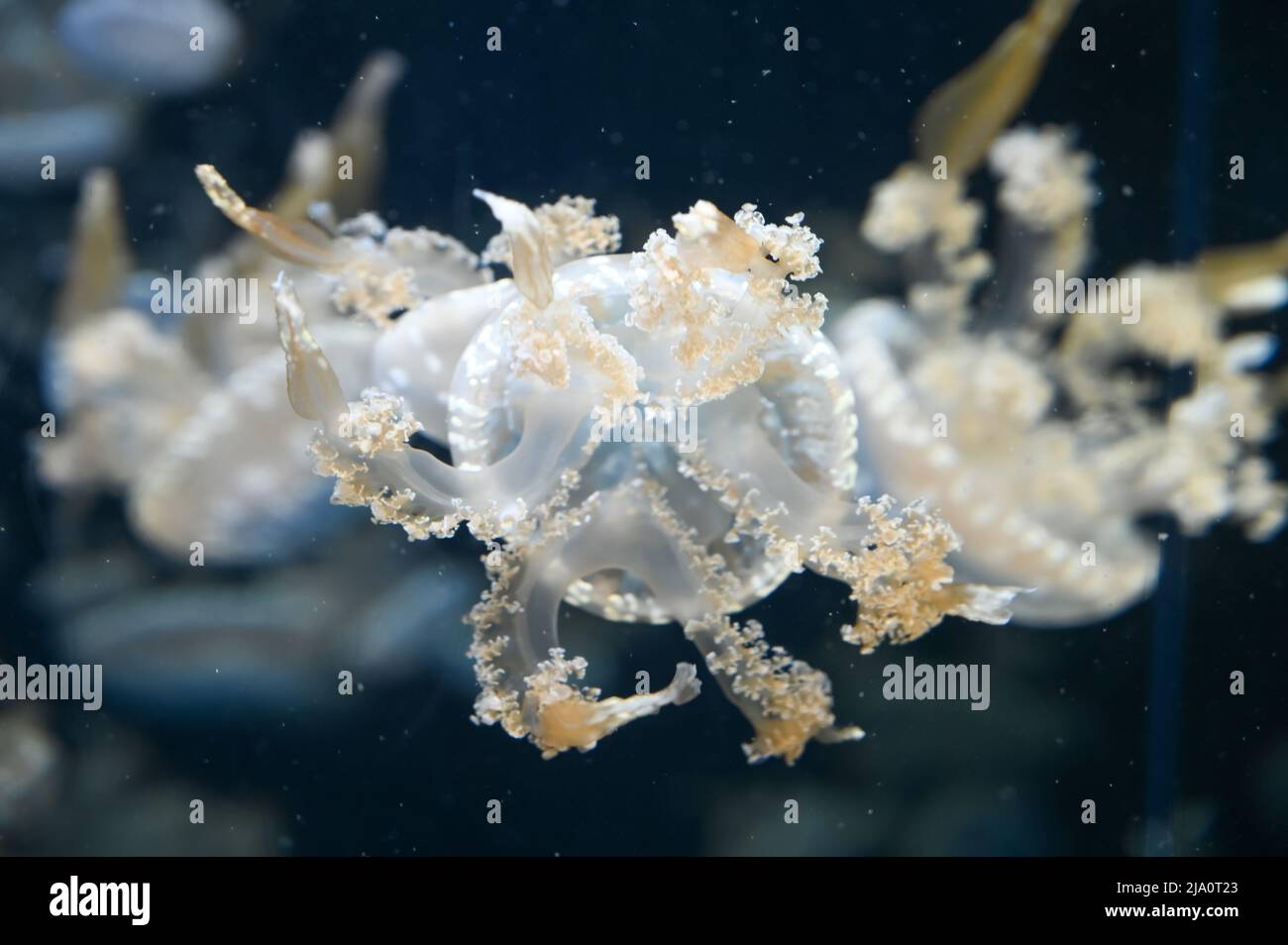 White spotted jellyfish also known as Phyllorhiza punctata, floating ...