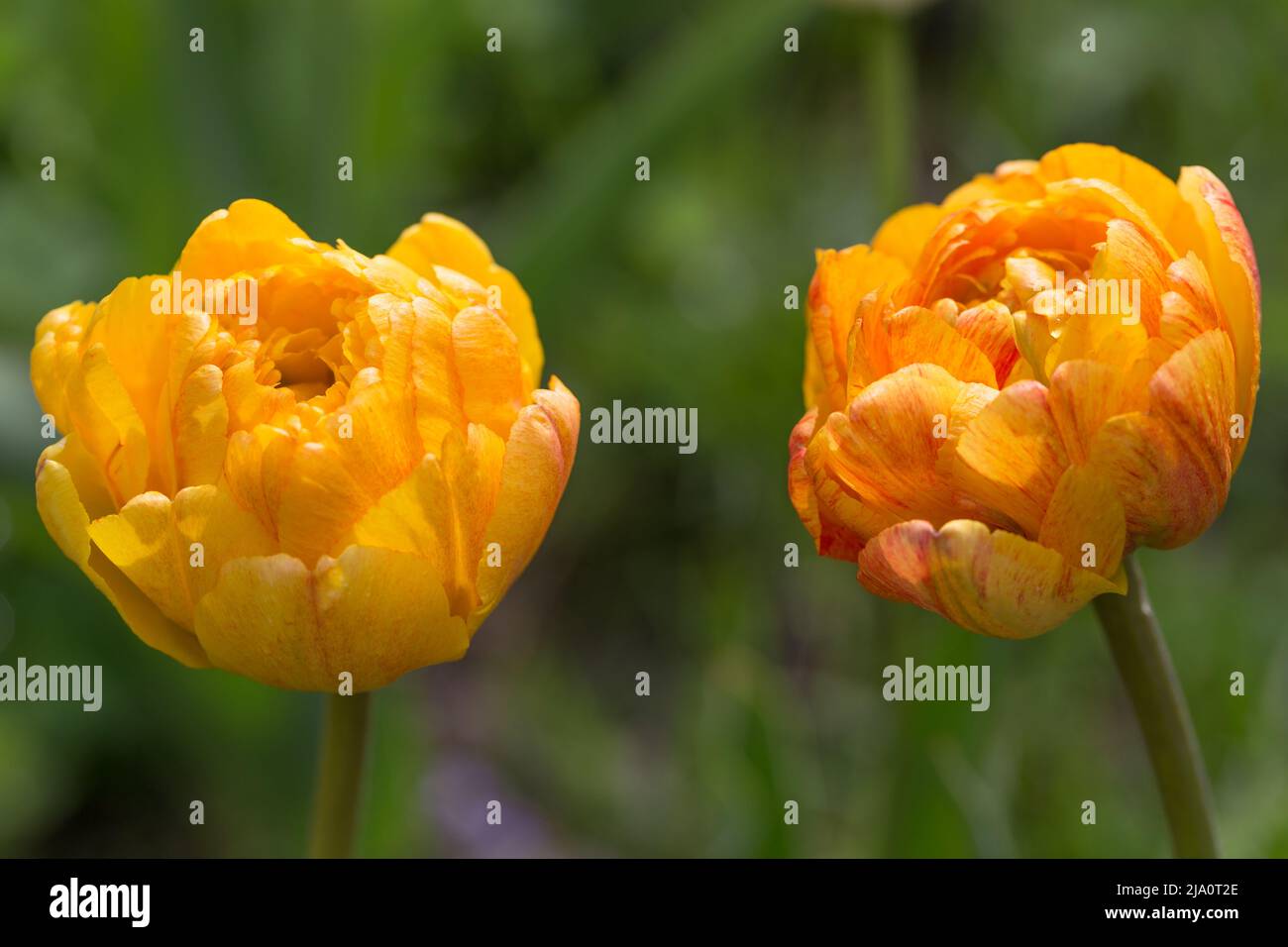 Lush and large double orange-yellow flower tulip Orange Angelique close up Stock Photo