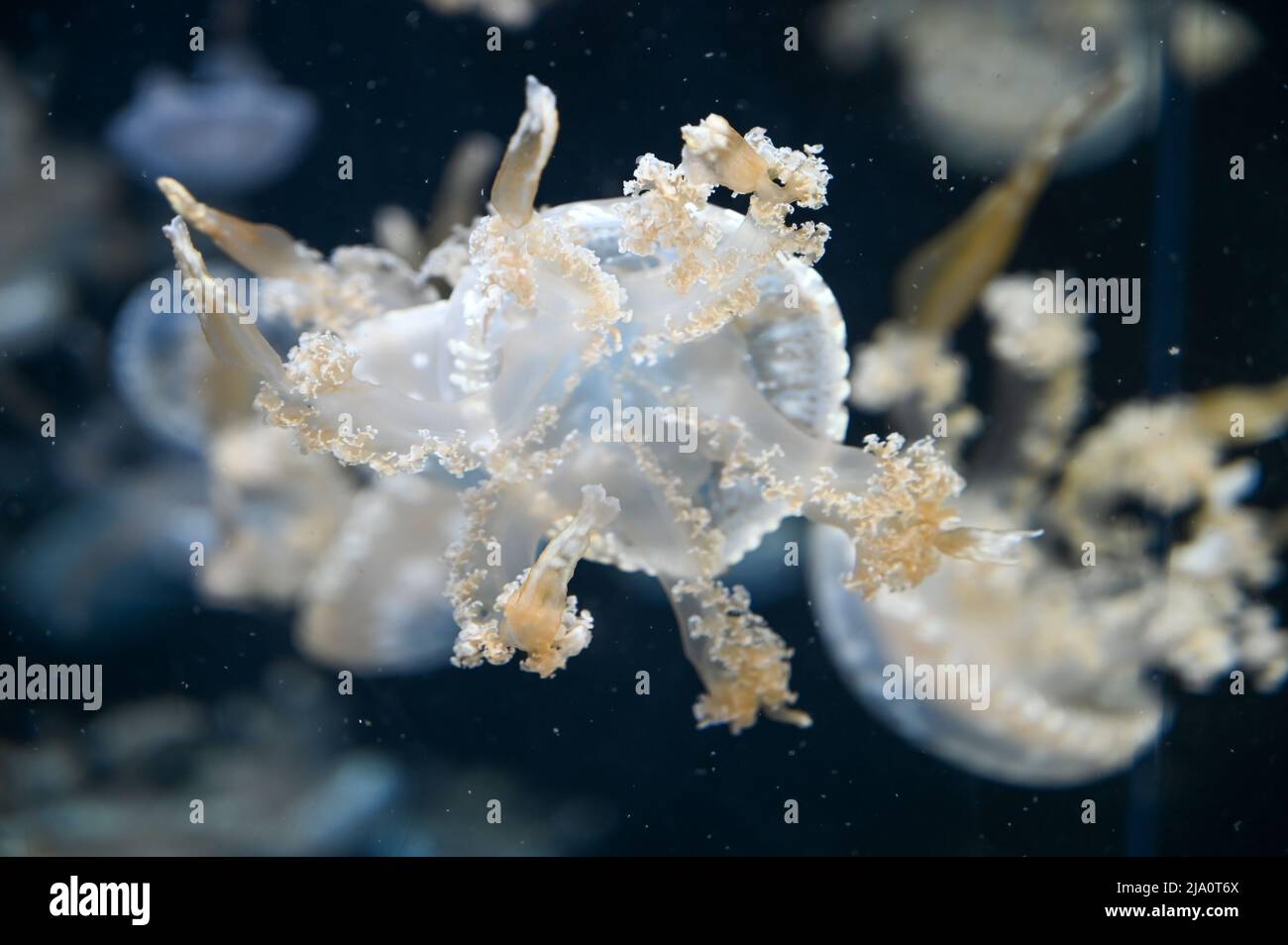 White spotted jellyfish also known as Phyllorhiza punctata, floating ...