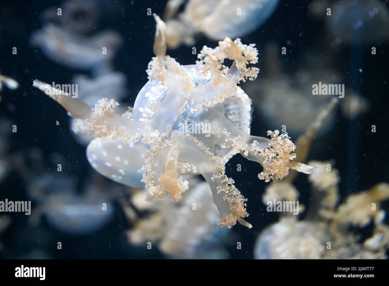 White spotted jellyfish also known as Phyllorhiza punctata, floating ...