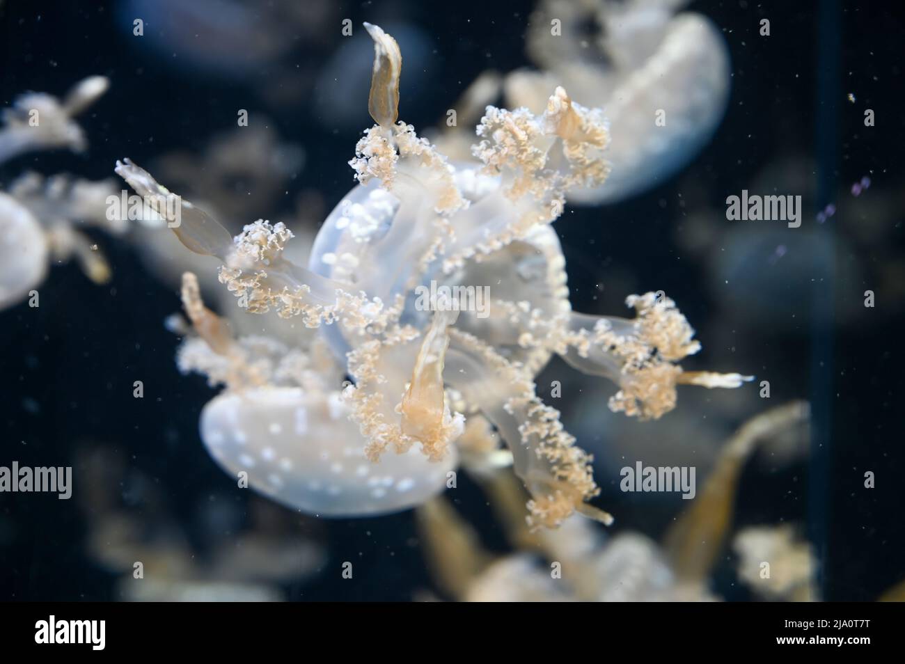White spotted jellyfish also known as Phyllorhiza punctata, floating bell, Australian spotted jellyfish, brown jellyfish or the white-spotted jellyfis Stock Photo