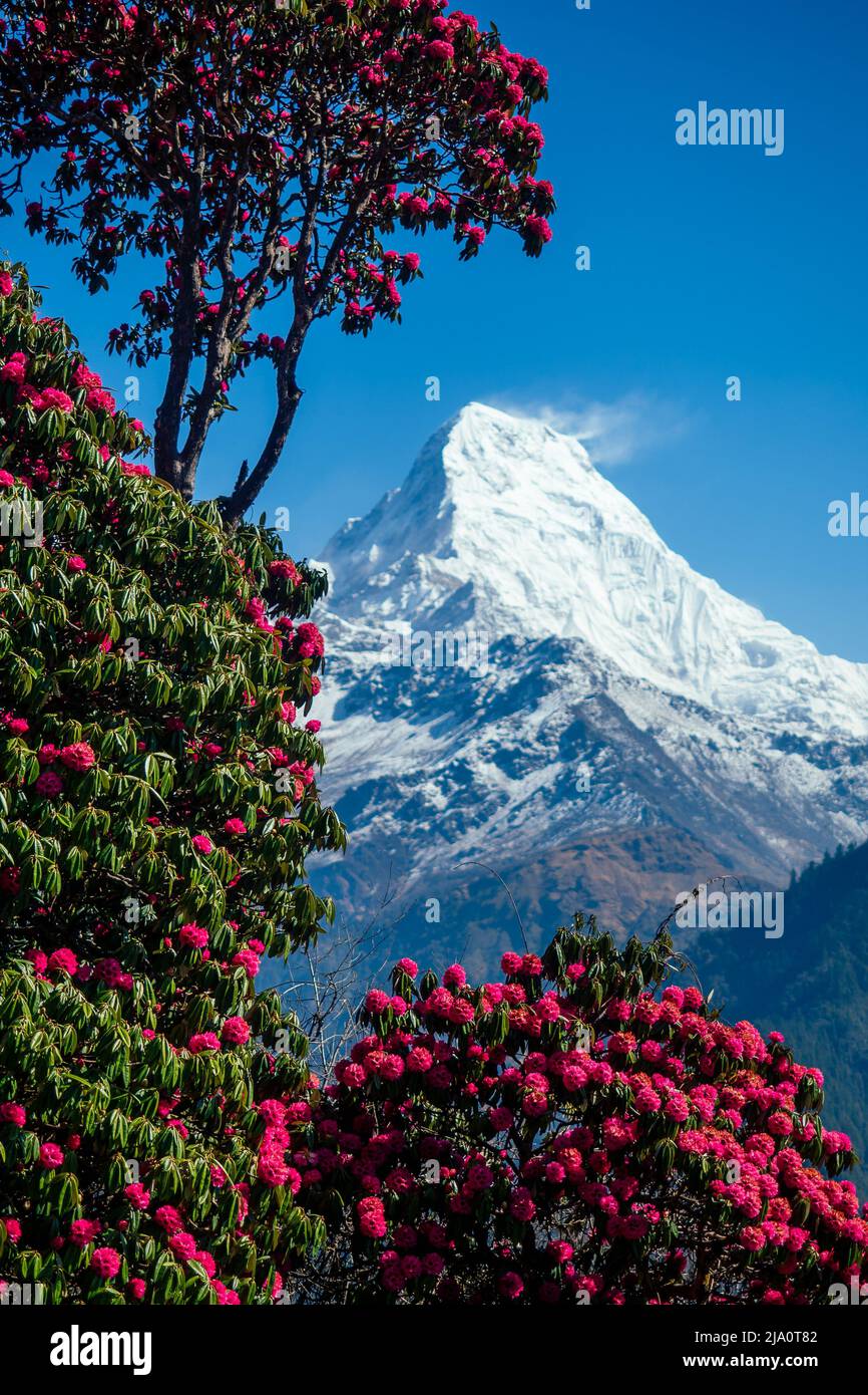 beautiful view of the landscape of the Himalayan mountains. Snow-covered mountain tops and flowering trees. trekking concept in the mountains Stock Photo
