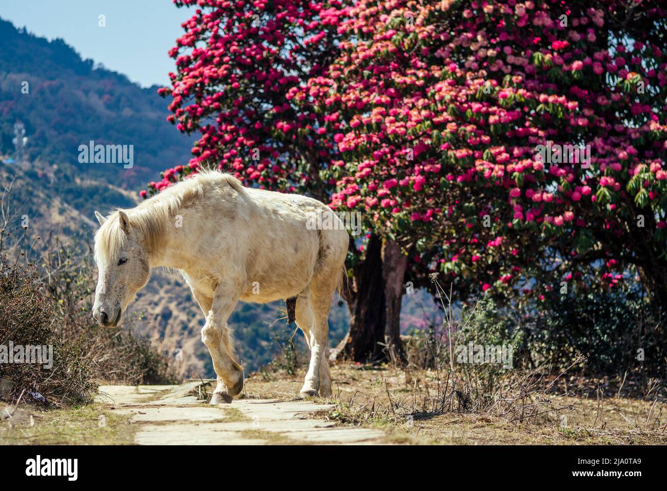 beautiful white horses graze next to the mountains in Nepal Stock Photo