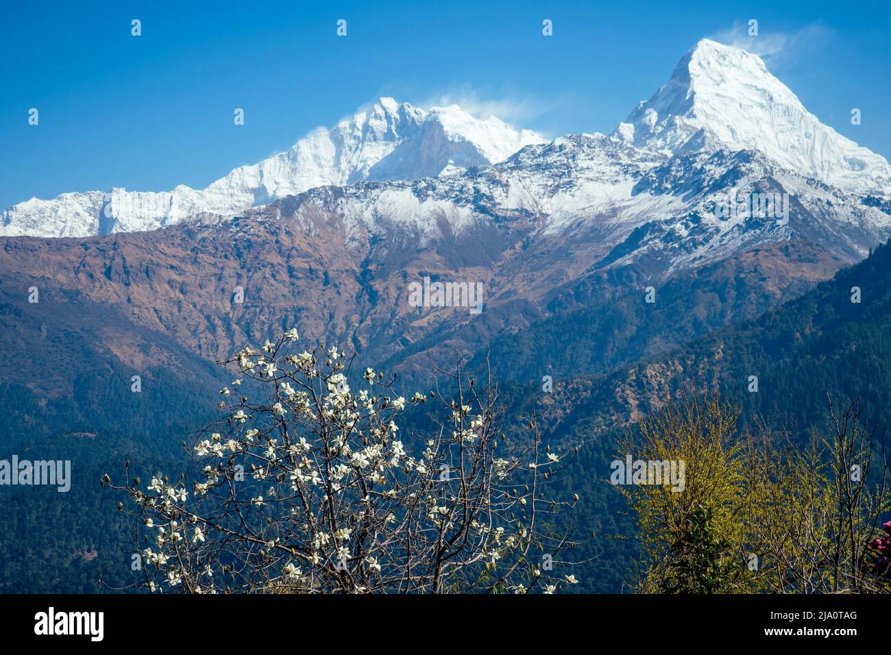 beautiful view of the landscape of the Himalayan mountains. Snow-covered mountain tops and flowering trees. trekking concept in the mountains Stock Photo