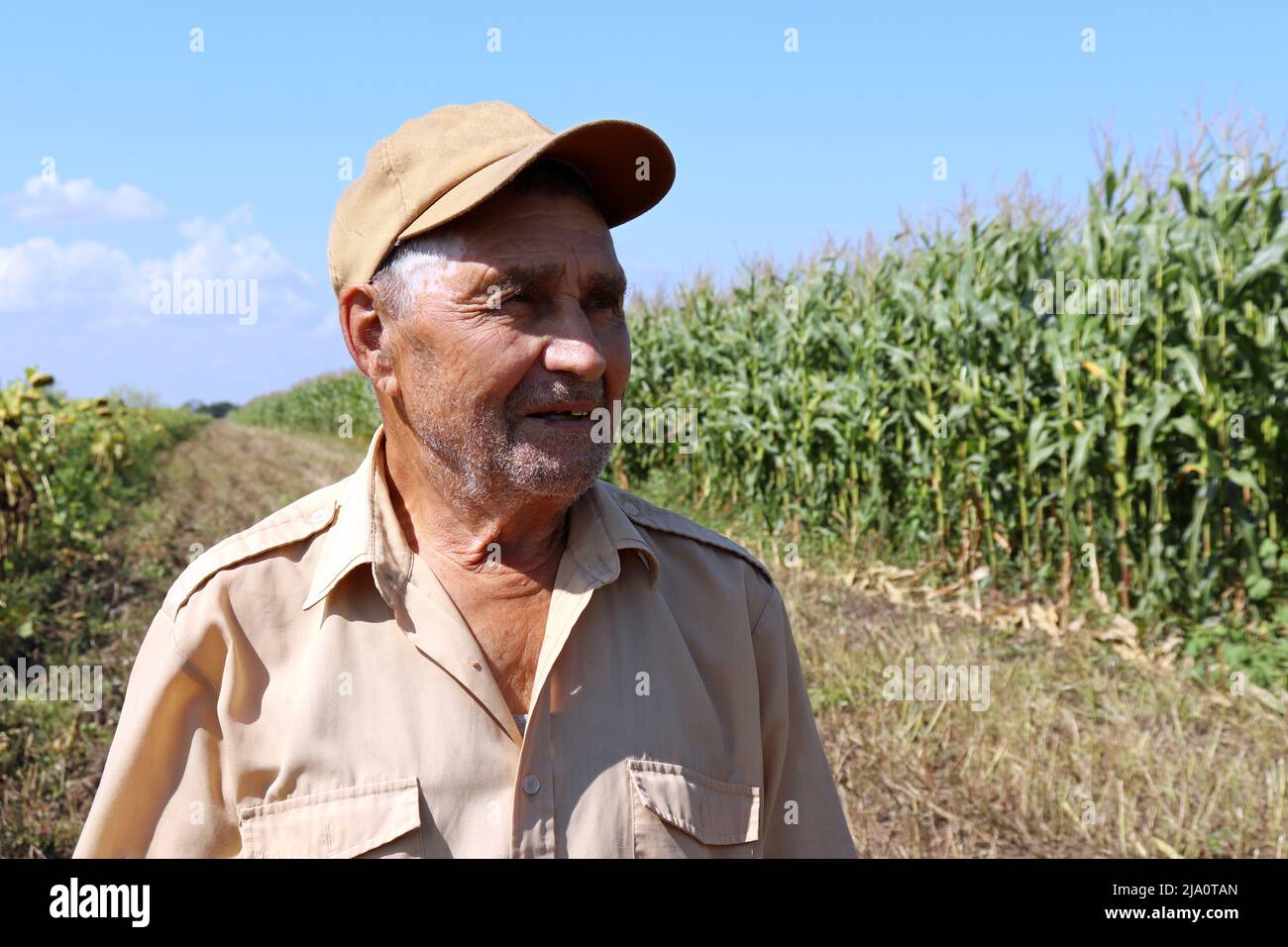 Old farmer stands on a green cornfield 