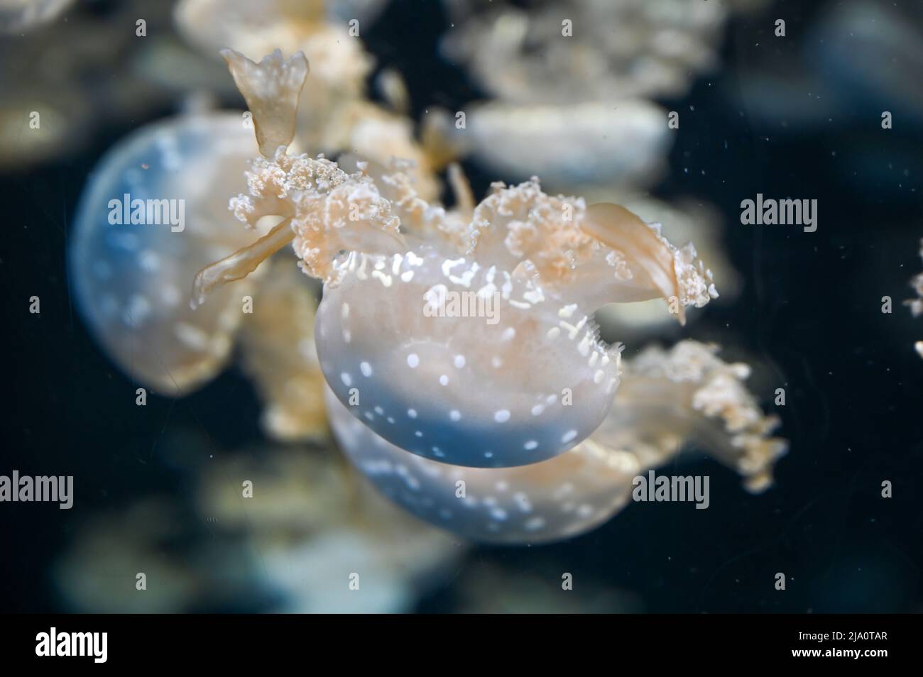 White spotted jellyfish also known as Phyllorhiza punctata, floating ...
