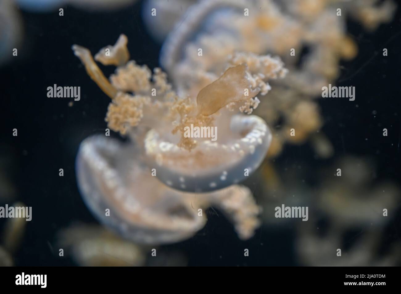 White spotted jellyfish also known as Phyllorhiza punctata, floating ...