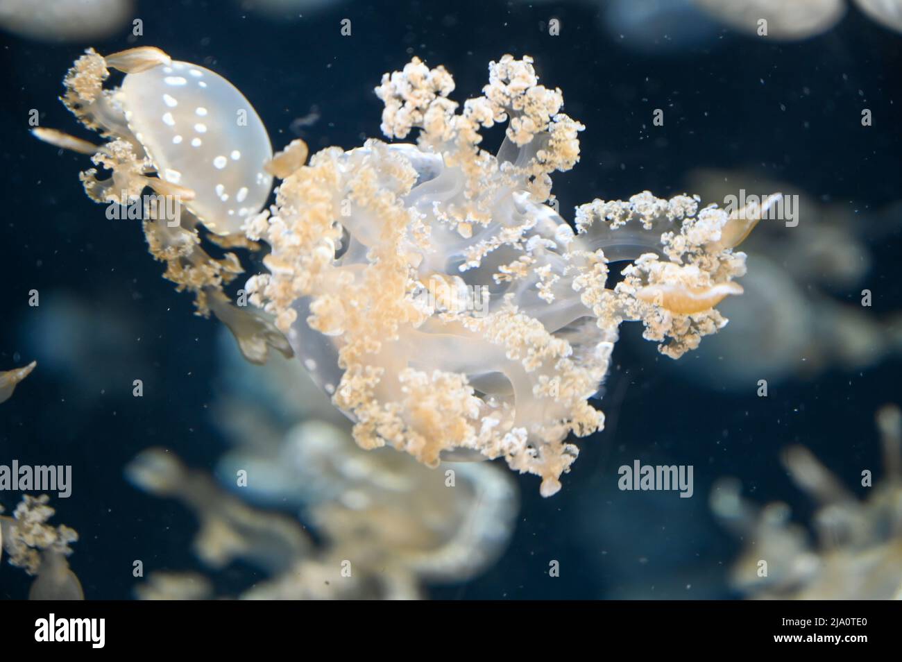 White spotted jellyfish also known as Phyllorhiza punctata, floating ...