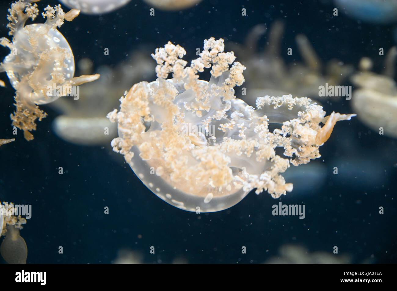 White spotted jellyfish also known as Phyllorhiza punctata, floating