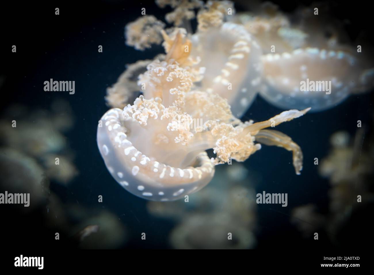 White spotted jellyfish also known as Phyllorhiza punctata, floating ...