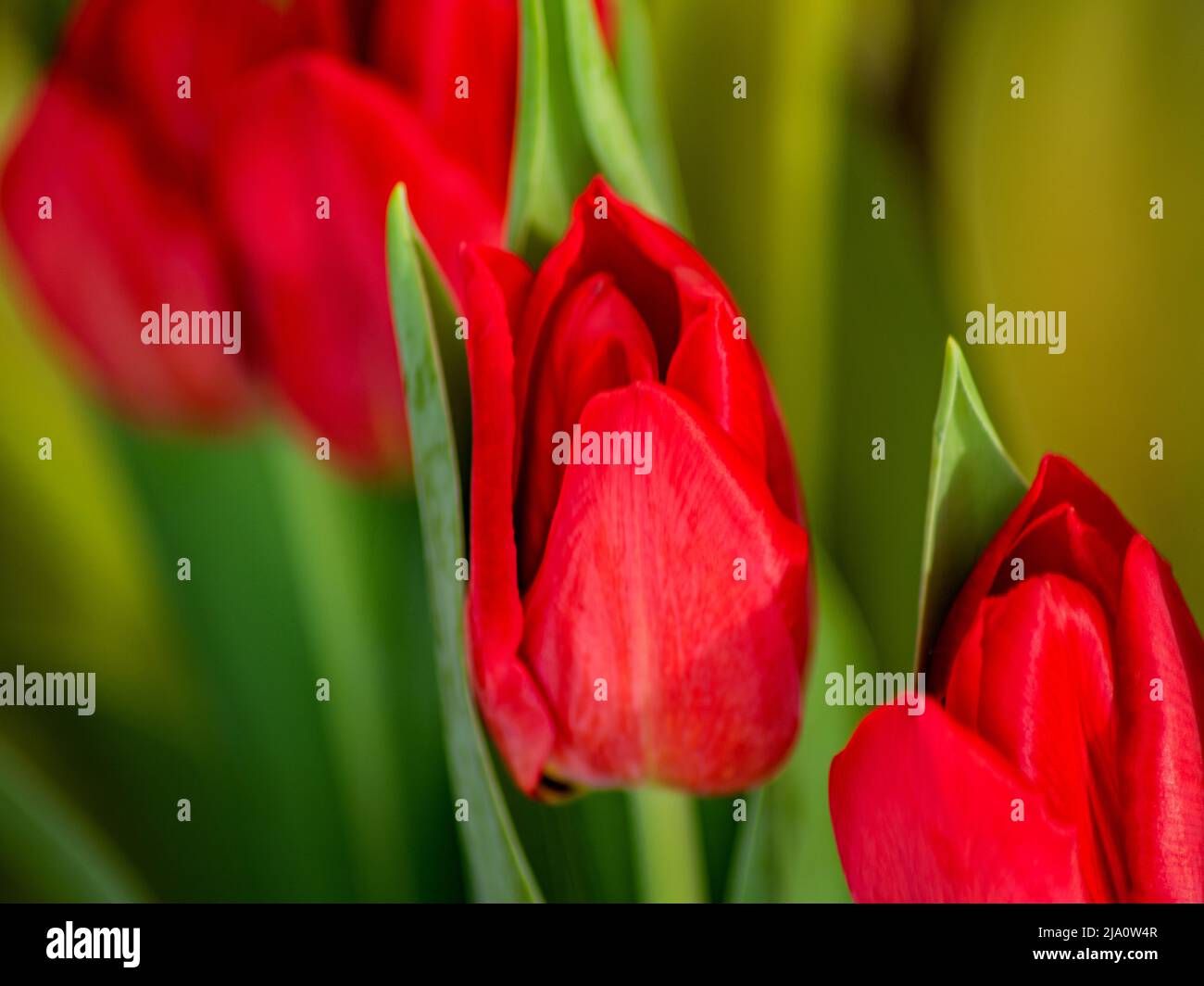 FLORAL : Red tulips Stock Photo