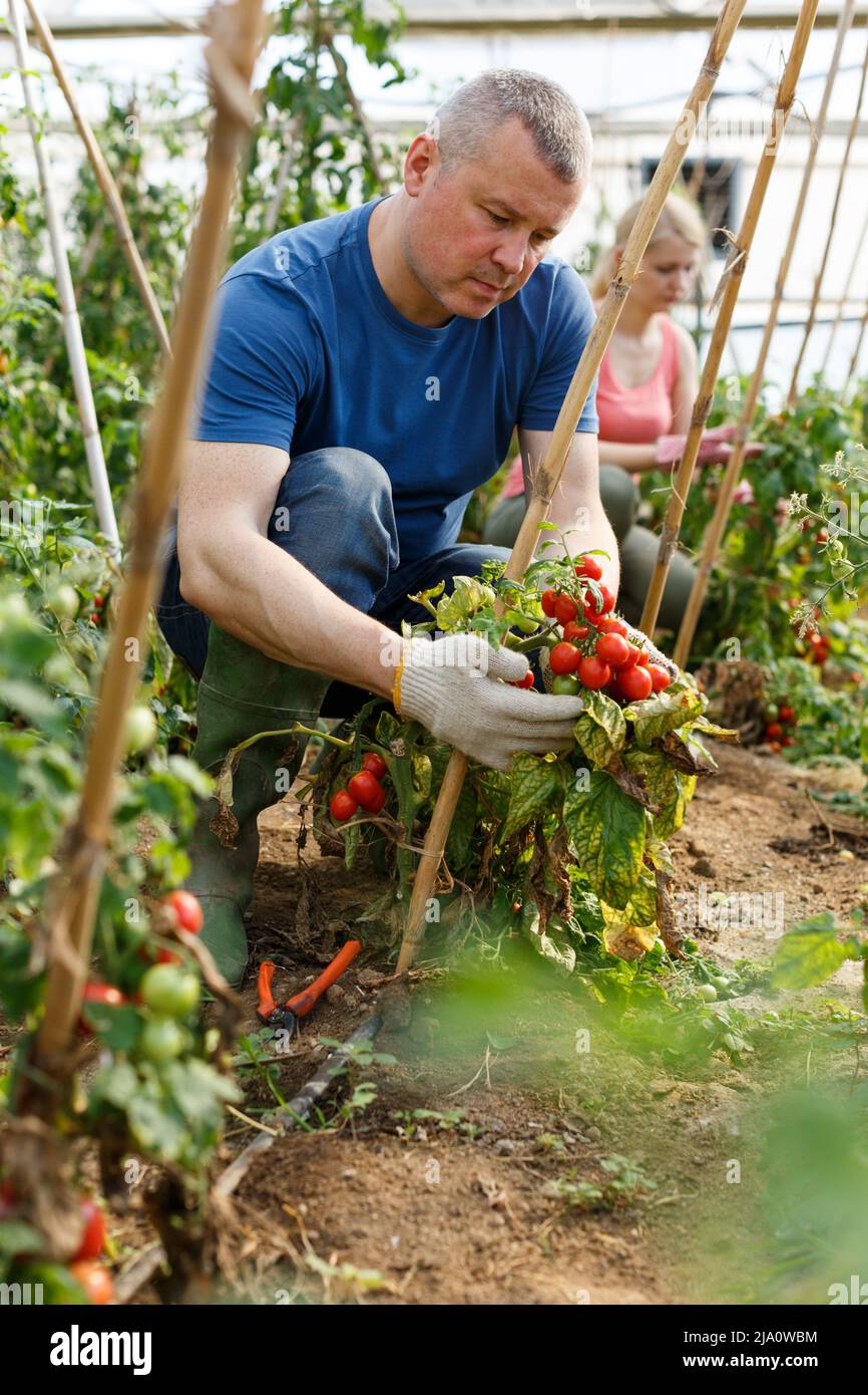 Man professional gardener picking tomatoes in greenhouse Stock Photo ...
