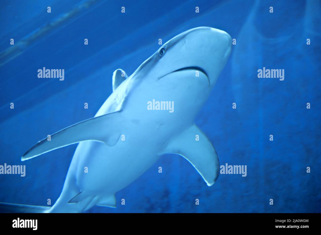 Big Sharks swimming in Aquarium Shark Fish Tank Stock Photo