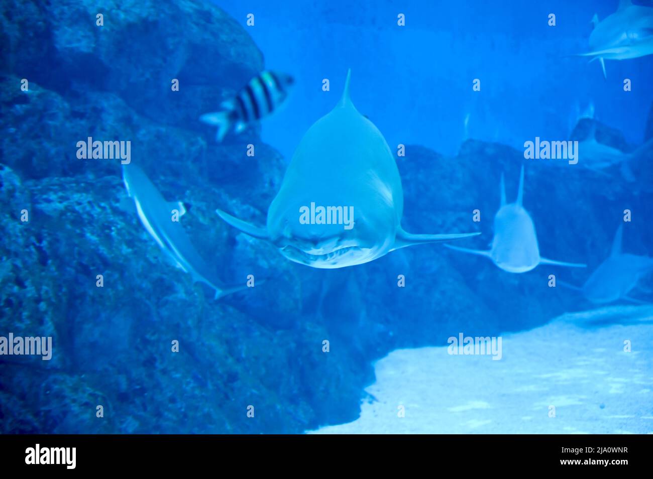 Big Sharks swimming in Aquarium Shark Fish Tank Stock Photo