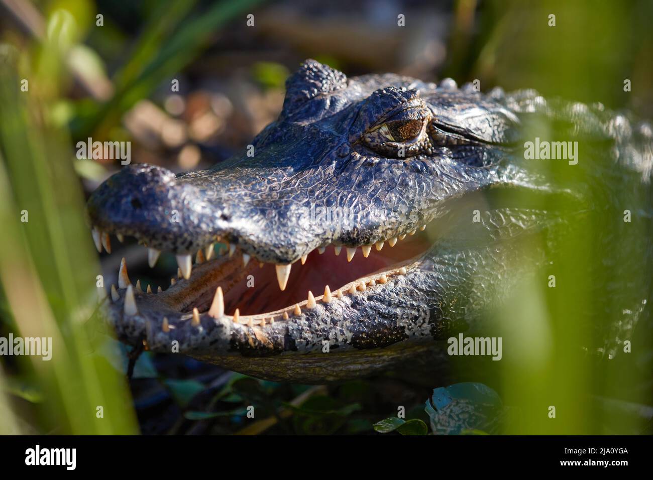 Close-up of a caiman (Yacare Caiman) in the Ibera National Park, Corrientes province, Argentina. Stock Photo