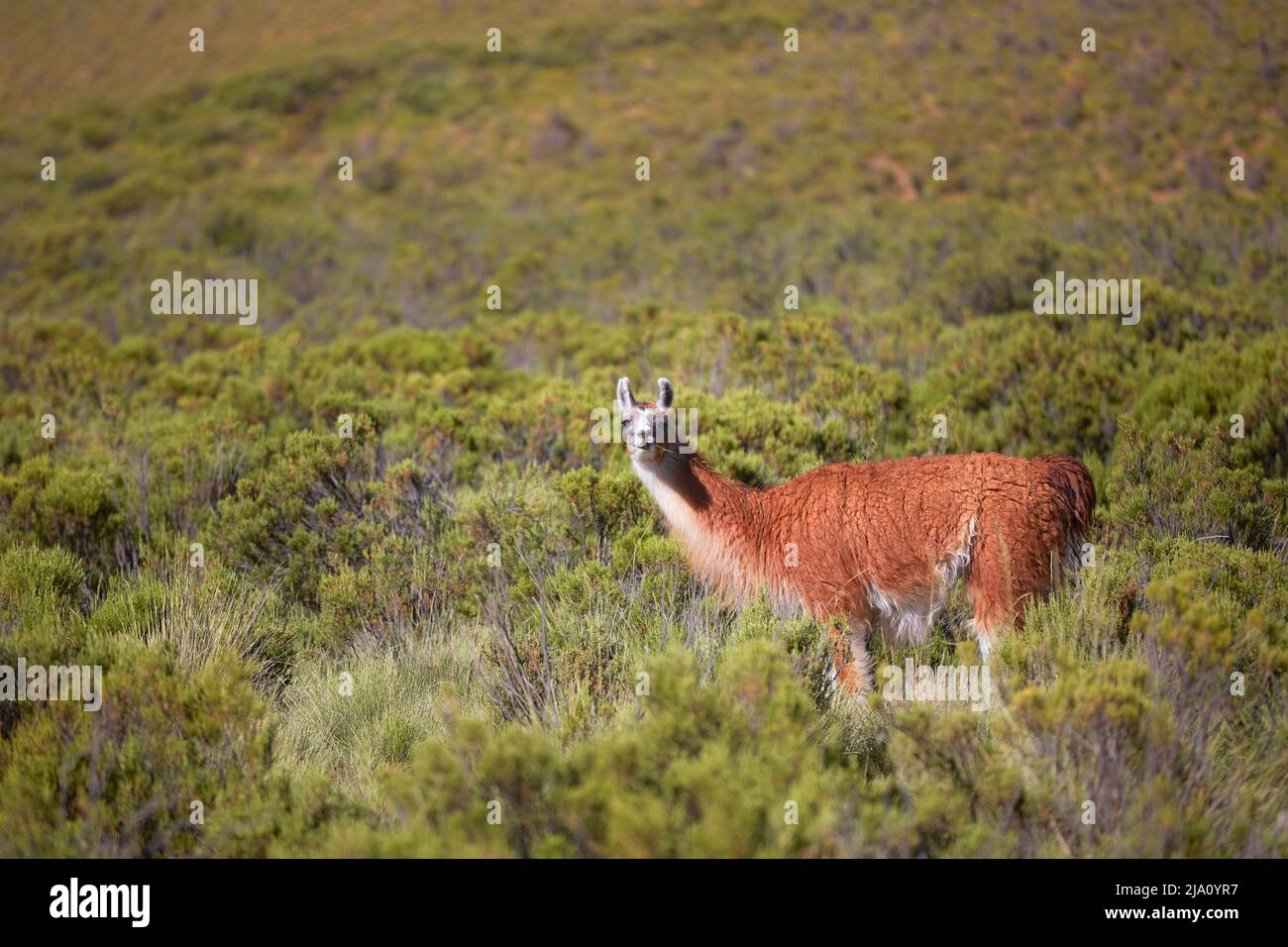 A wild lama (Lama Glama) grazing in the Humahuaca mountains, Jujuy ...