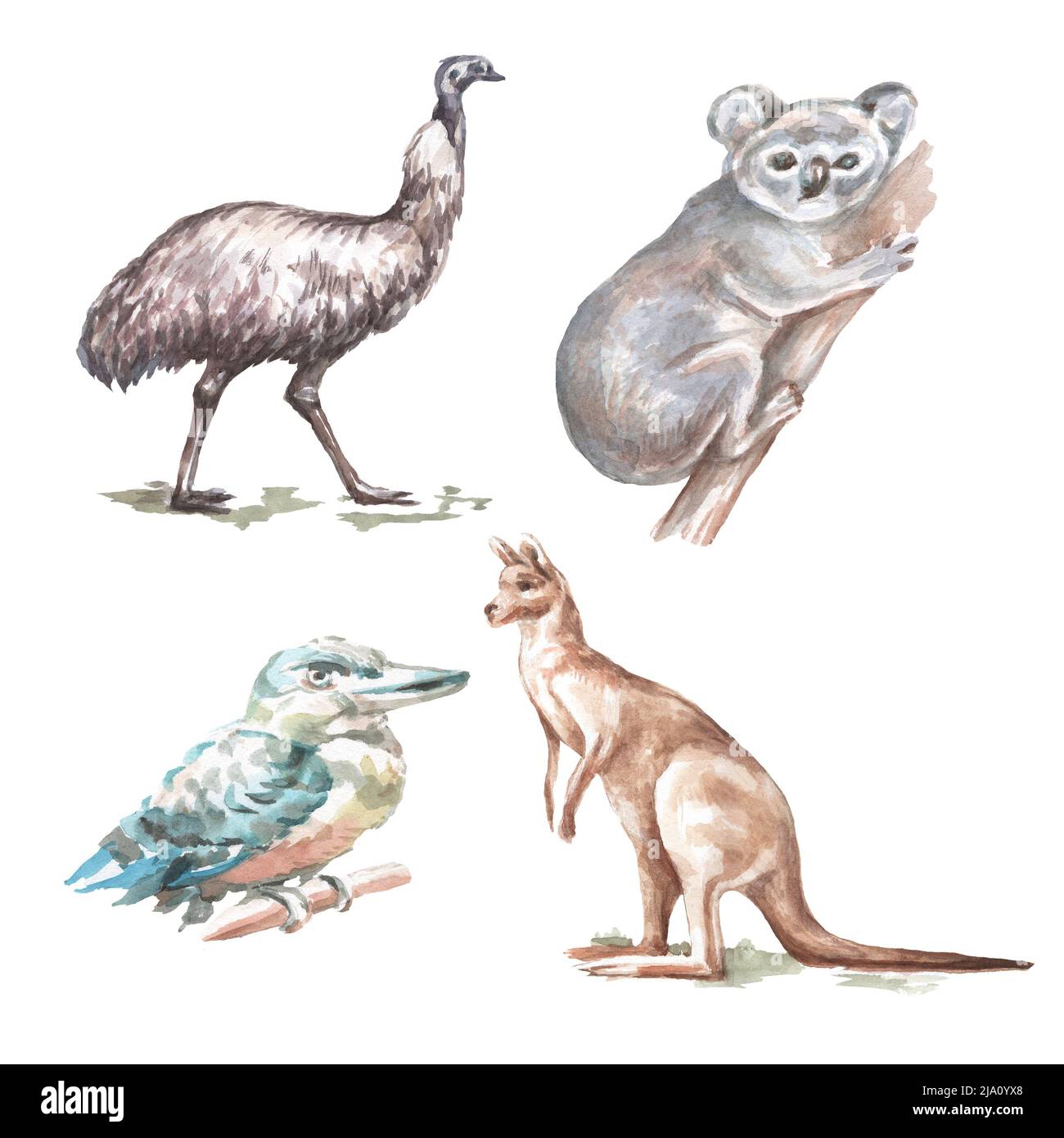 Animals Australia graphic illustration hand drawn koala ostrich emu isolated on white background set Stock Photo