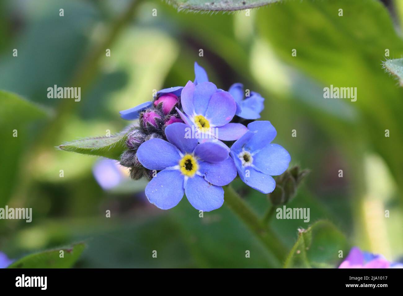 close-up of beautiful blue forget me not flowers against a blurry background Stock Photo