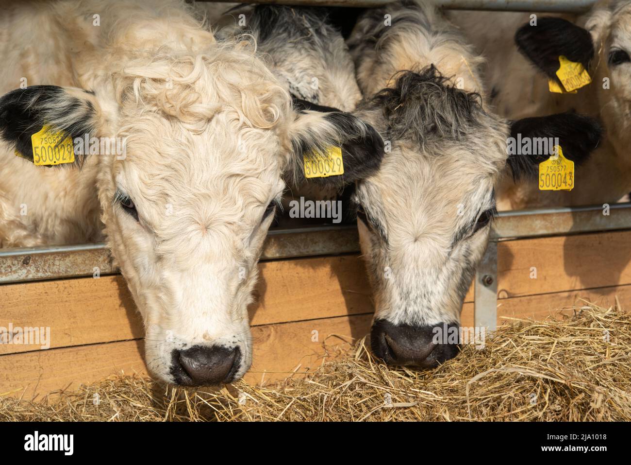 Cattle feed ring hi-res stock photography and images - Alamy