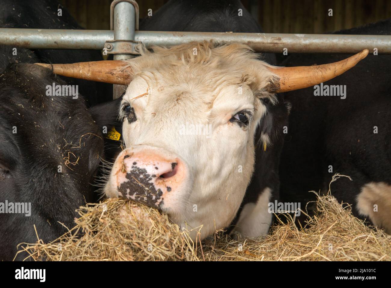 Cattle feed ring hi-res stock photography and images - Alamy