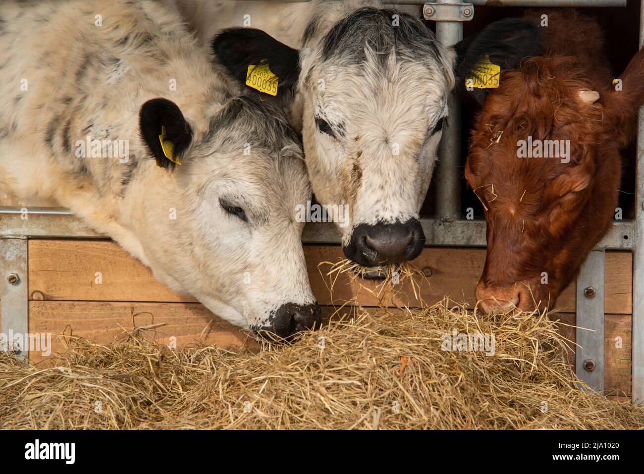 White Park cattle feeding on hay in barn Stock Photo Alamy