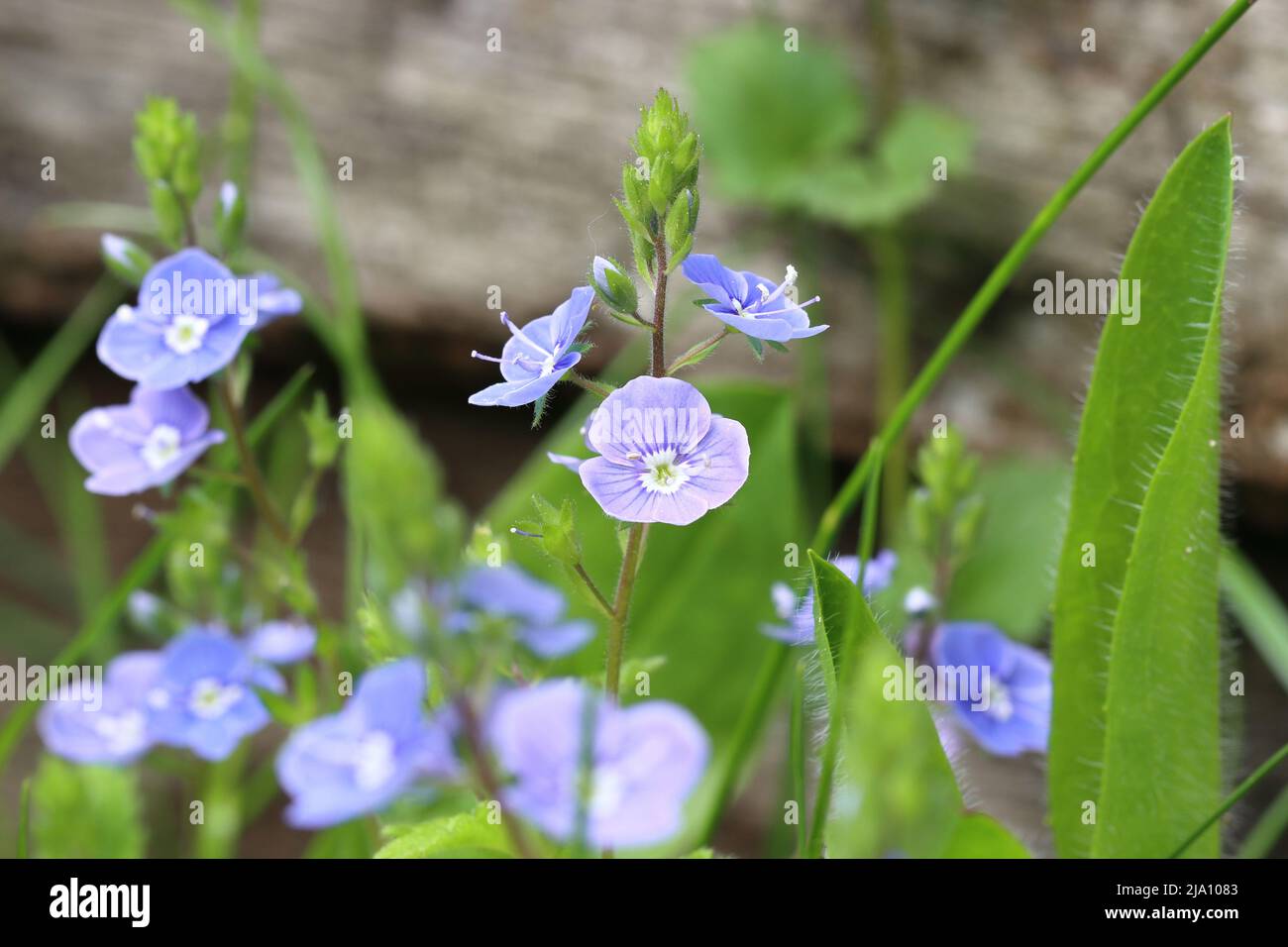 close-up of small blue Veronica chamaedrys flowers against a natural blurry background, selective focus Stock Photo