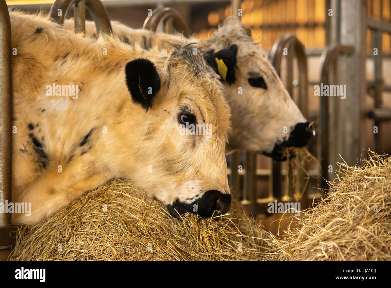 Cattle feed ring hi-res stock photography and images - Alamy