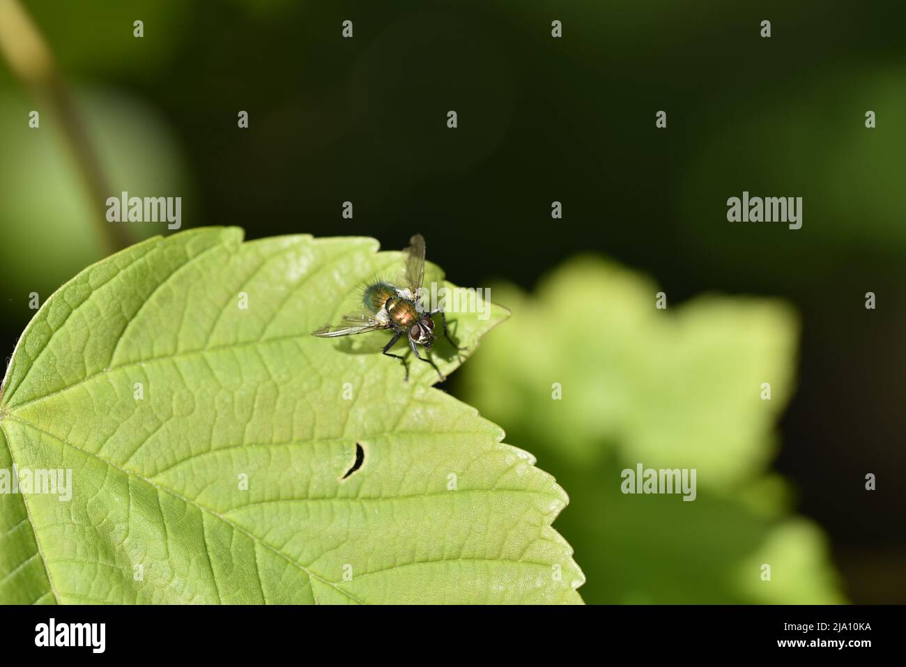 Macro Image of a Greenbottle Blow-Fly (Lucilia caesar) Facing Camera From a Green Leaf in the Sun, Against a Dark Background, in Wales, UK in Spring Stock Photo