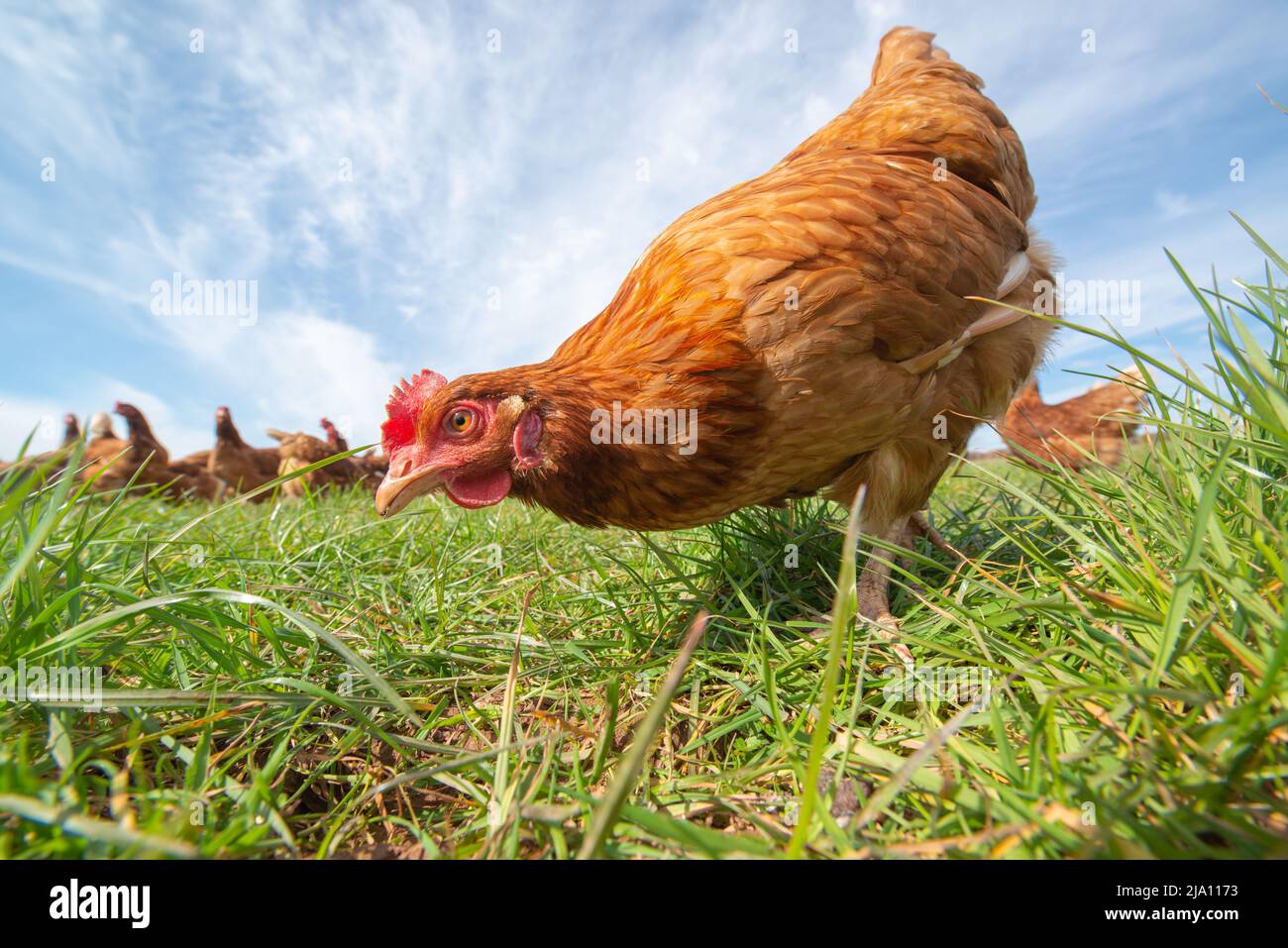 Free range egg laying chickens in grass field, Carmarthenshire, Wales