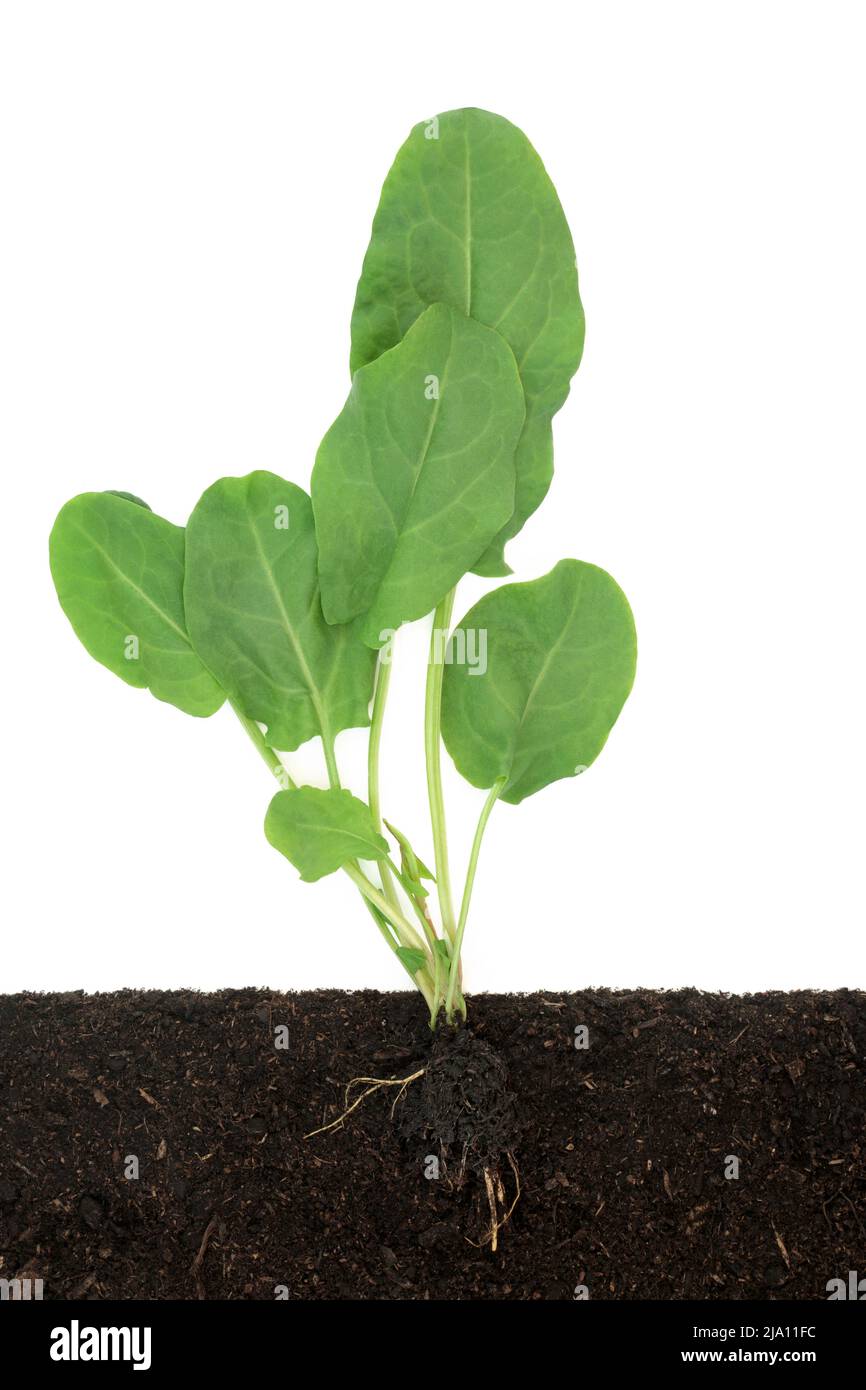 Spinach plant with leaves growing in soil, cross section view with root