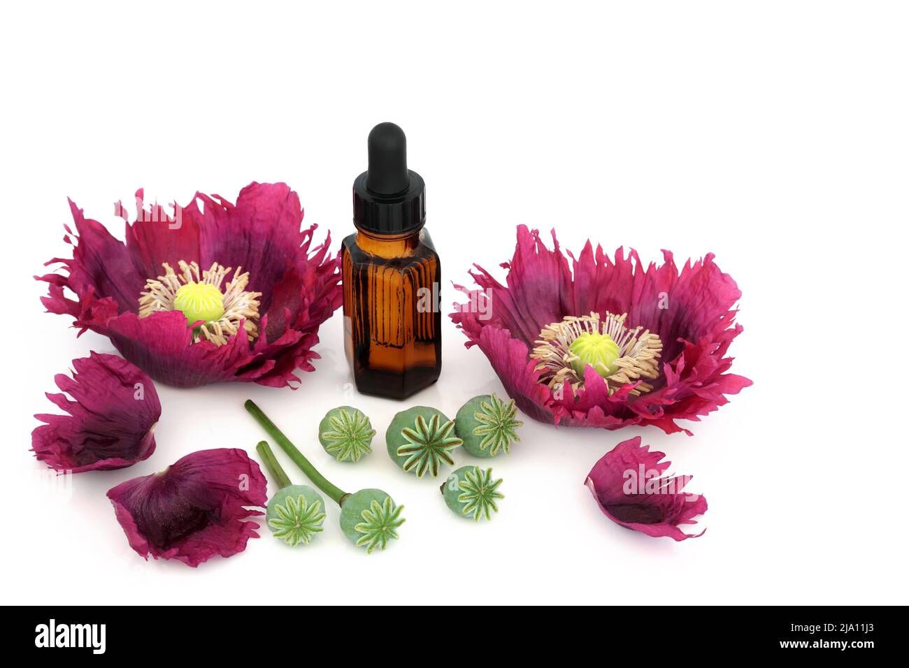 Poppy flowers and seed heads with tincture bottle. Seeds used in alternative medicine to treat constipation, asthma, coughs, insomnia. Stock Photo