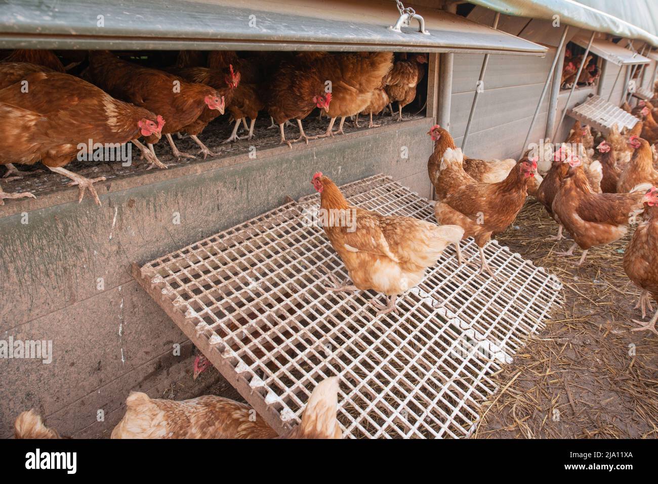 Free range egg laying chickens outside shed Stock Photo Alamy