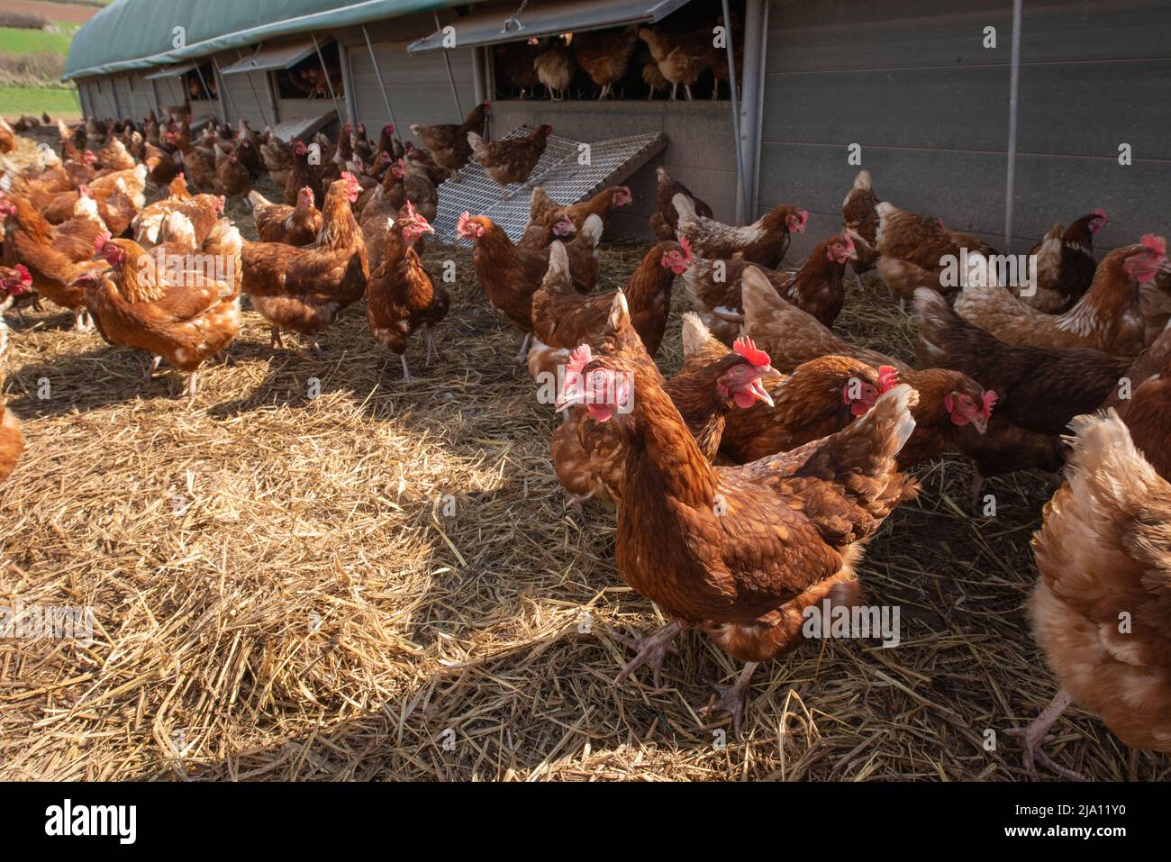 Free range egg laying chickens outside shed Stock Photo Alamy