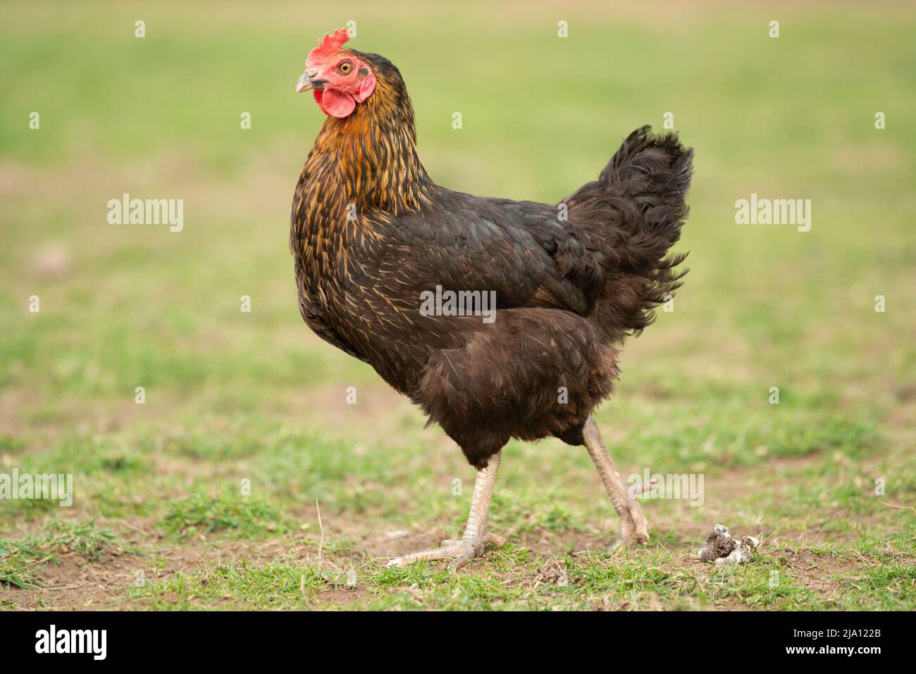 Free range egg laying chickens in grass field, Carmarthenshire, Wales, UK Stock Photo