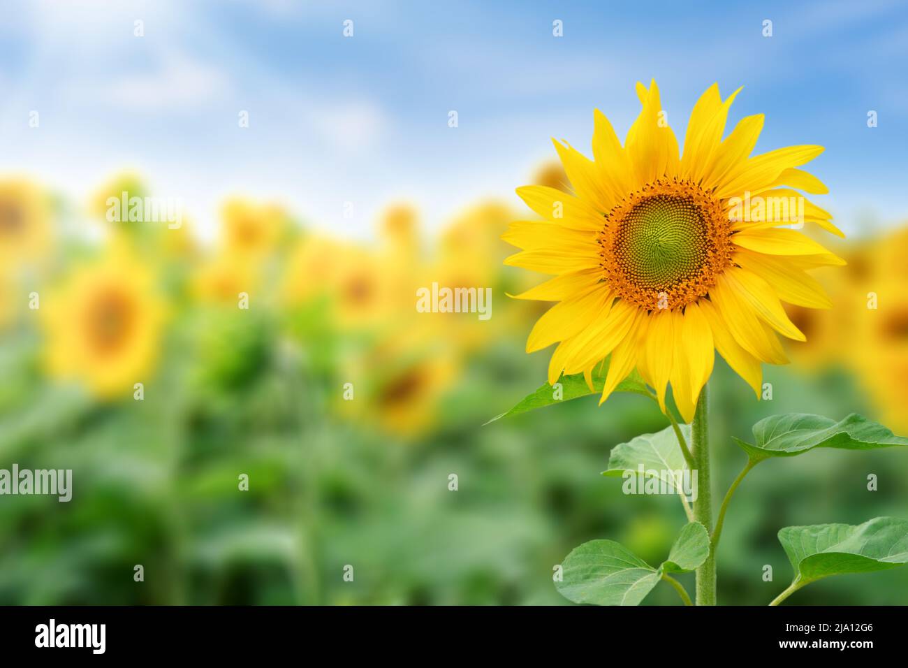 Sunflower field against blue sky Stock Photo - Alamy