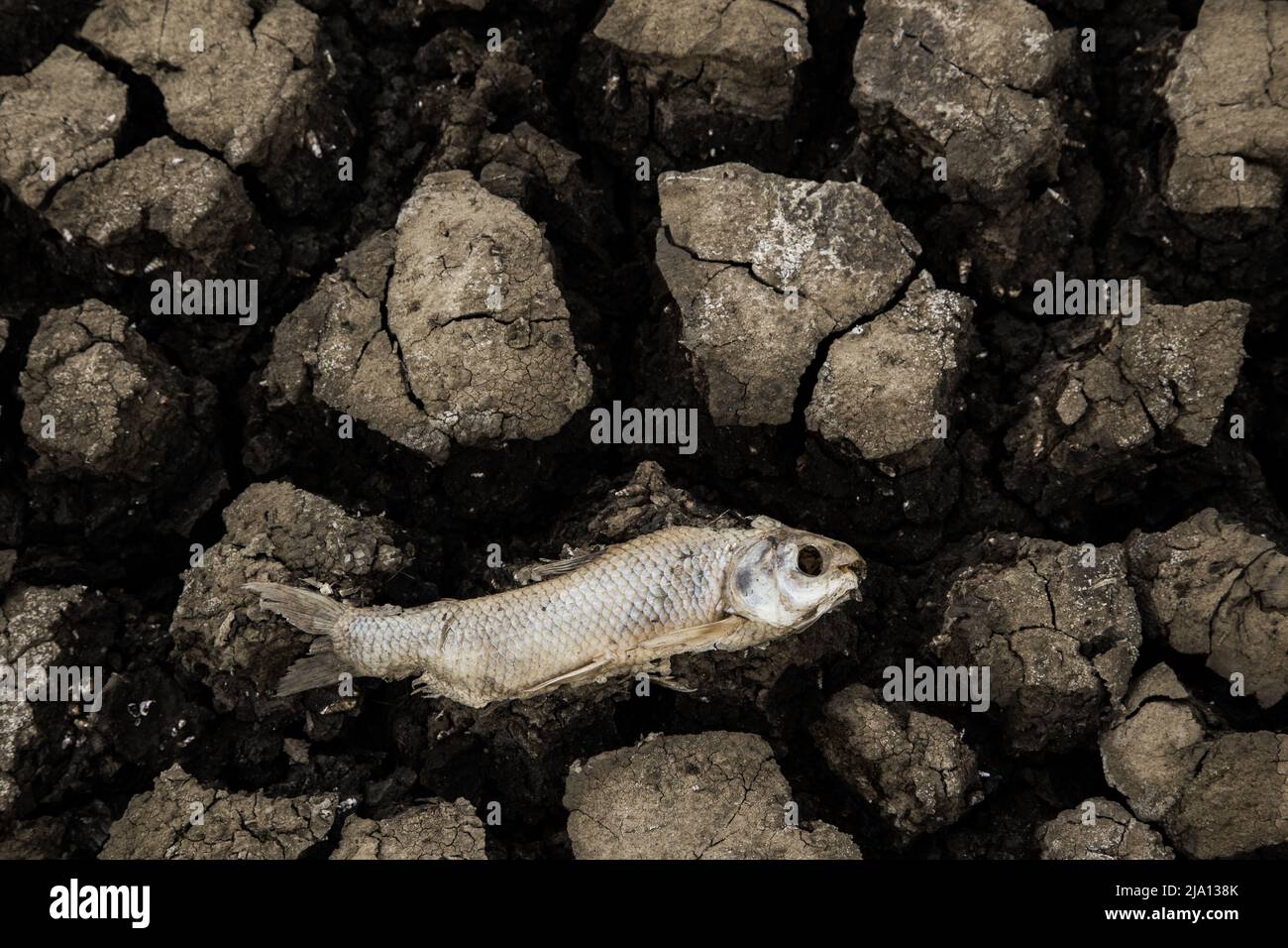 dead fish on cracked soil with heart shape Stock Photo