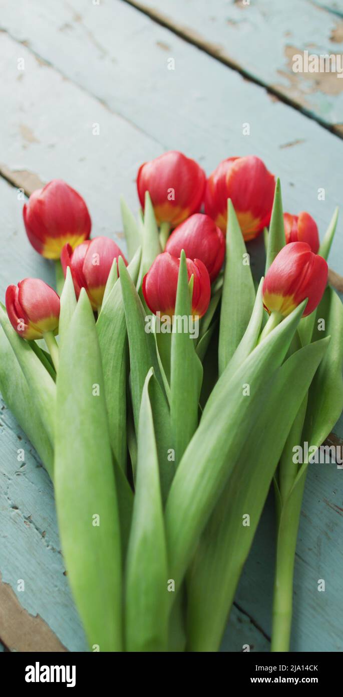 Vertical image of overhead view of bunch of red tulips on wooden boards Stock Photo