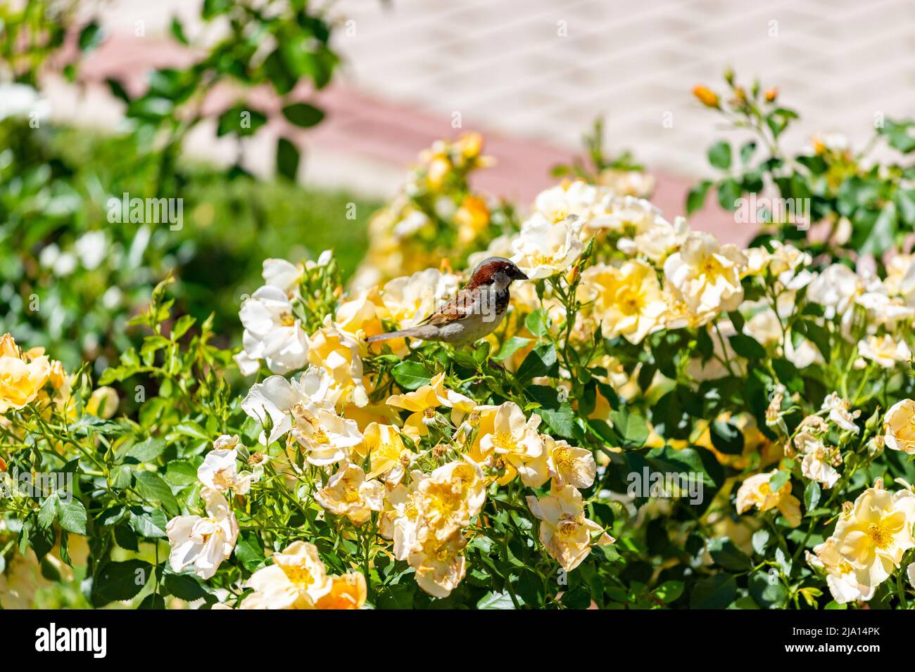 Wild Rose Bird Flower High Resolution Stock Photography and Images - Alamy