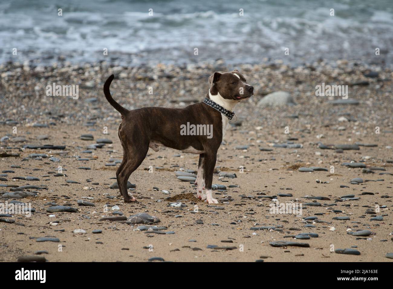 Tan and white Staffordshire Bull Terrier on the beach Stock Photo