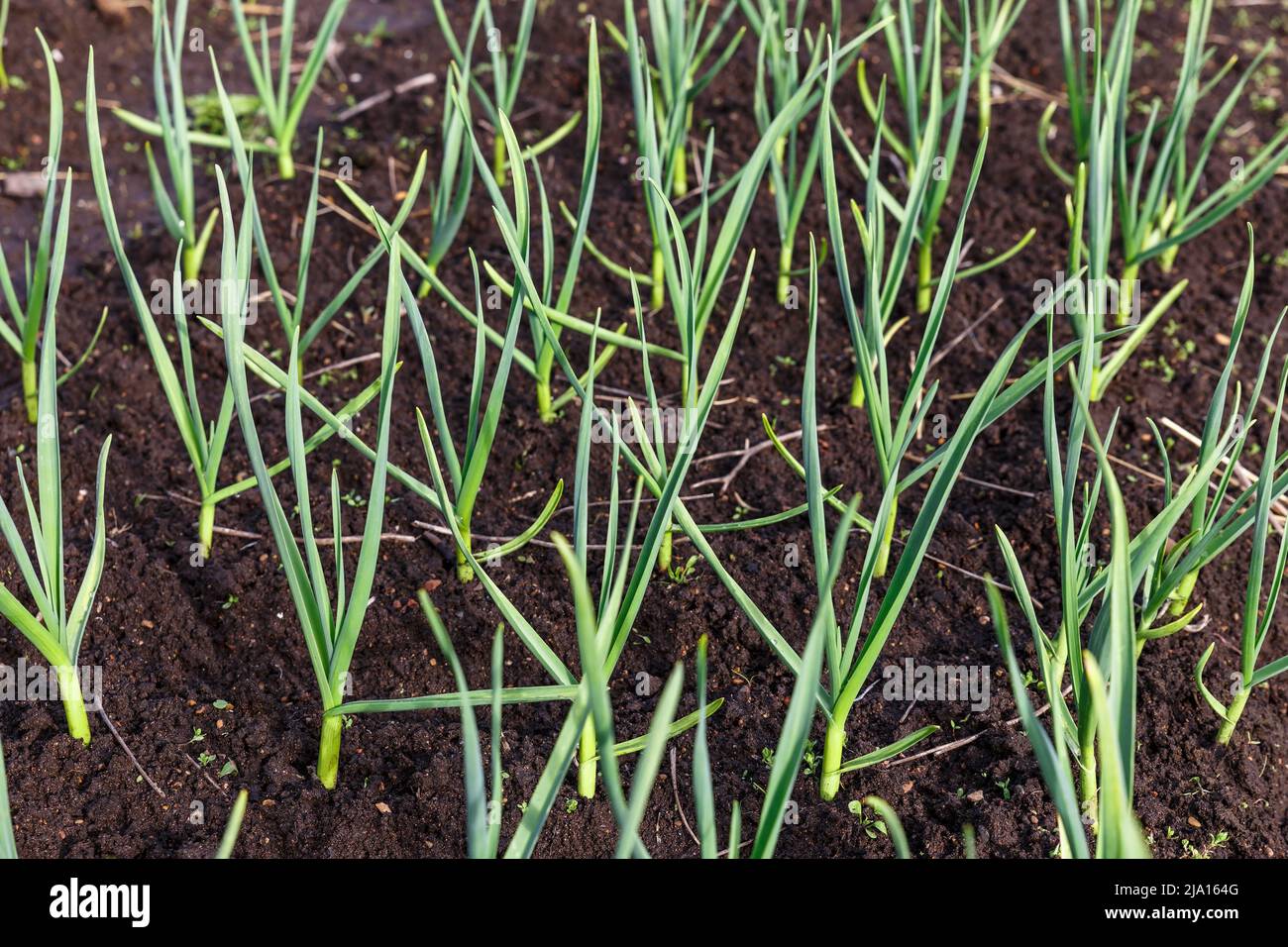 garlic in the garden. Growing garlic in plant. Vegetable beds with