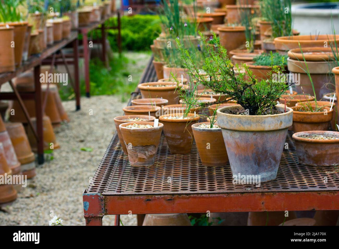 Growing plants in clay pots for transplanting in a greenhouse