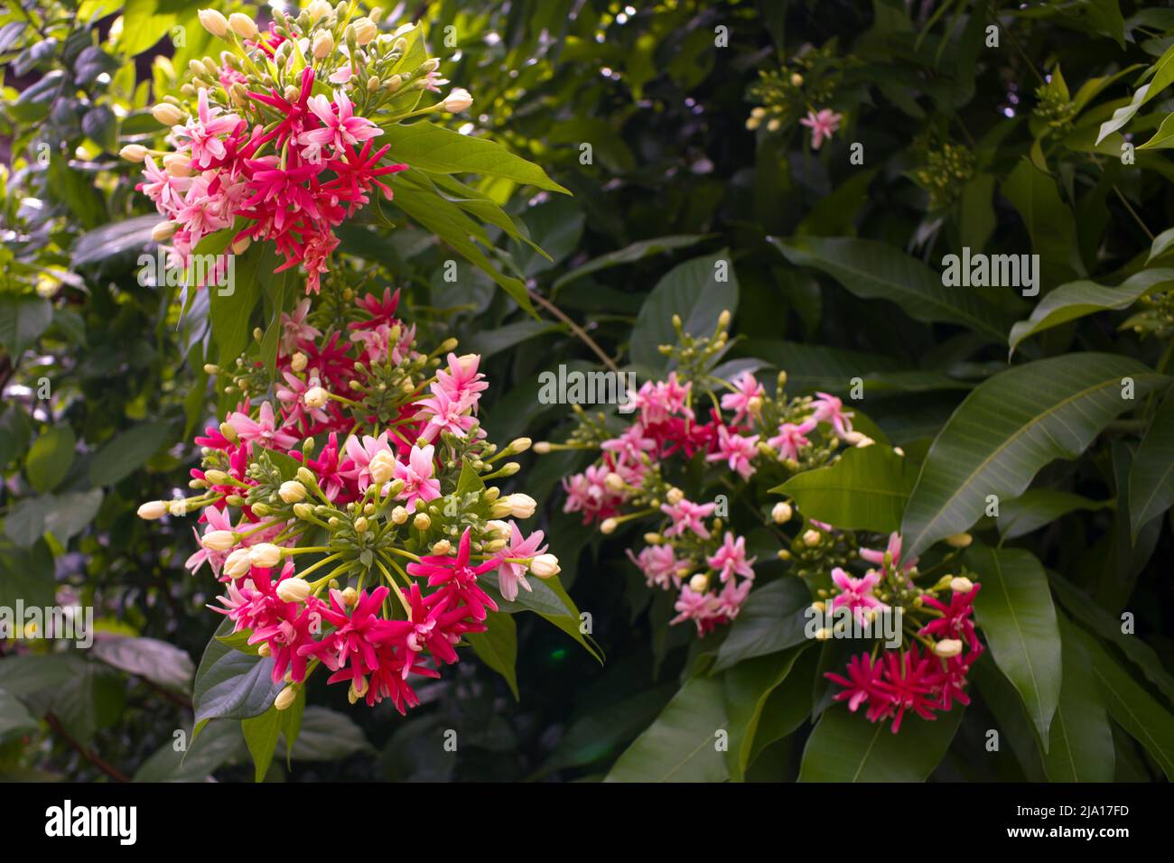 Quisqualis Indica flower plant, Chinese honeysuckle, Rangoon Creeper or Combretum indicum, pink flowers blooming in garden on blurred of nature backgr Stock Photo