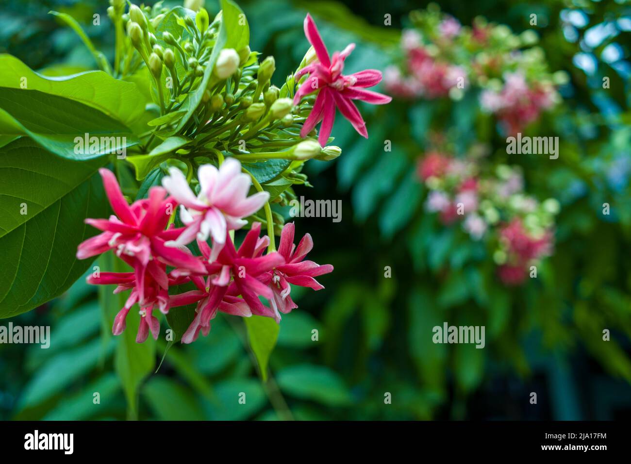 Small pink flowers blooming in garden on blurred of nature background, Quisqualis Indica flower plant , Chinese honeysuckle, Rangoon Creeper or Combre Stock Photo