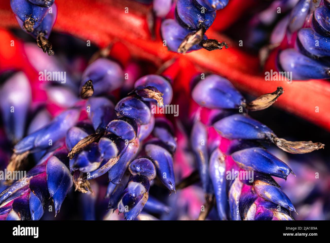 Flowers of Aechmea 'Blue Rain' or Aechmea 'Blue Tango' Bromeliad Stock Photo