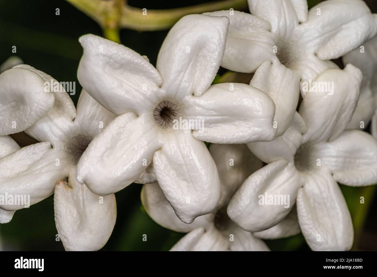 Flowers of Madagascar Jasmine (Stephanotis floribunda) Stock Photo